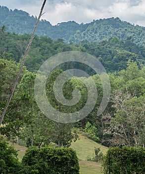 The trees in the forest