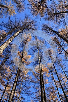 Trees in forest