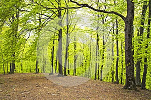 Trees in forest