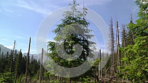 Trees in the forest against the sky. slowmo