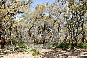 Trees in a forest in Ain Soltane, Jendouba, Tunisia
