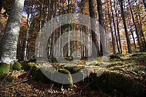 Trees in the forest with autumn colors