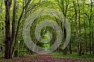 Trees in forest during autumn. Nature background.