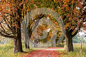 Trees in forest during autumn. Nature background.