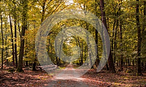 Trees in forest during autumn. Nature background.