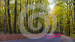 Trees in forest during autumn. Nature background.