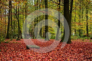 Trees in forest during autumn. Nature background.
