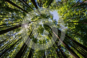 Trees in a forest from below with the sun