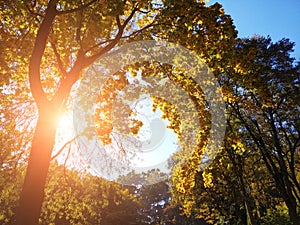 Trees in the forest with blue sky and sunlight