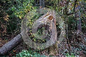 trees in the forest broken off