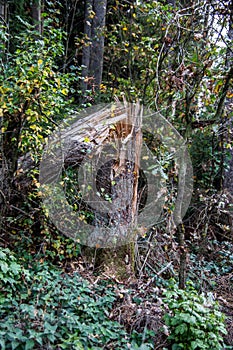 trees in the forest broken off