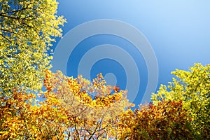 Trees, forest canopy and sky in autumn with sunshine, nature and growth with color, ecology and sustainability. Woods