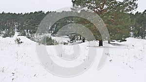 Trees forest christmas tree, snow frost cold nature the winter landscape