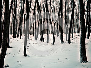 Trees in forest covered with fresh snow and rime after snowfall