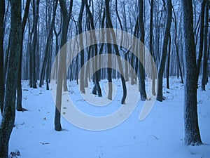 Trees in forest covered with fresh snow and rime after snowfall