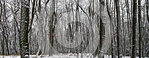 Trees in forest covered with fresh snow and rime after snowfall