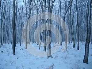 Trees in forest covered with fresh snow after snowfall