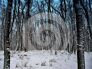 Trees in forest covered with fresh snow after snowfall