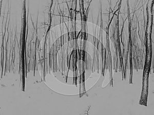 Trees in forest covered with fresh snow after snowfall