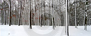 Trees in forest covered with fresh snow during snowfall