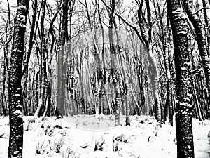Trees in forest covered with fresh snow after snowfall