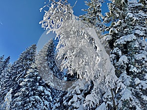 Trees in the Forest are Covered with Snow