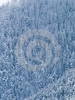 Trees of a forest covered with snow and icel