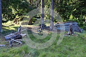 Trees in the forest in decomposition