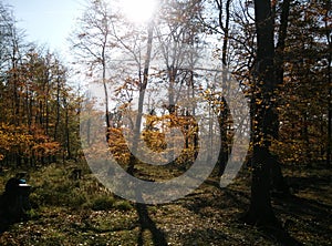 Trees in the forest durring autumn sunny day in West Slovakia