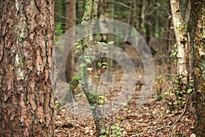 Trees in the forest of East Frisia