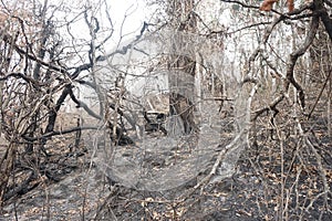 Trees after a forest fire in Indonesia