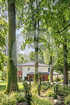 Trees in forest with flora and house with garden