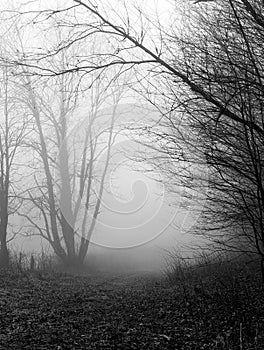 Trees in a forest on foggy rainy evening