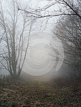 Trees in a forest on foggy rainy evening