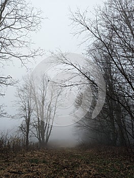 Trees in a forest on foggy rainy evening