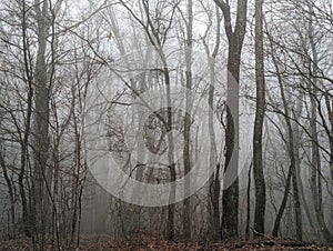 Trees in a forest on foggy rainy evening