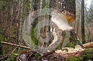 Trees in forest gnawed by beavers