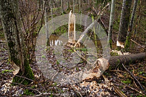 Trees in forest gnawed by beavers