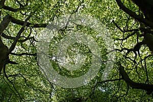 Trees forest looking up into canopy sun glinting through