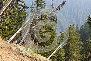 Trees forest and mountainsides leading into distance in washington forest