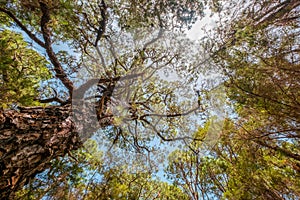 Trees in forest nature and blue sky