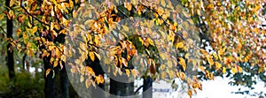 Trees in the forest near the river with yellow autumn leaves, panorama