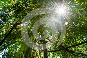 Trees in forest with roots of the monkey forest, Ubud, Bali, Indonesia