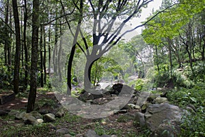 Trees and stones in the forest
