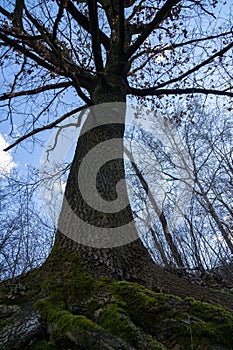 Trees in the forest during summer, autumn or winter.