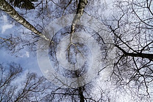 Trees in the forest during summer, autumn or winter.