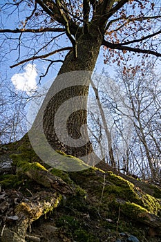 Stromy v lese v létě, na podzim nebo v zimě.