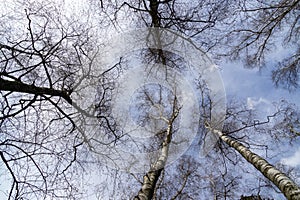 Trees in the forest during summer, autumn or winter.