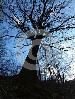 Trees in the forest during summer, autumn or winter.