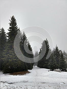 Trees in the forest during summer, autumn or winter.